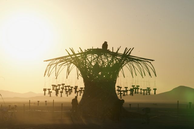 Someone on top at sunrise, the tree in full silhouette.