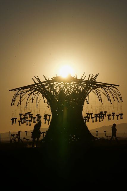 Sun through the crown.