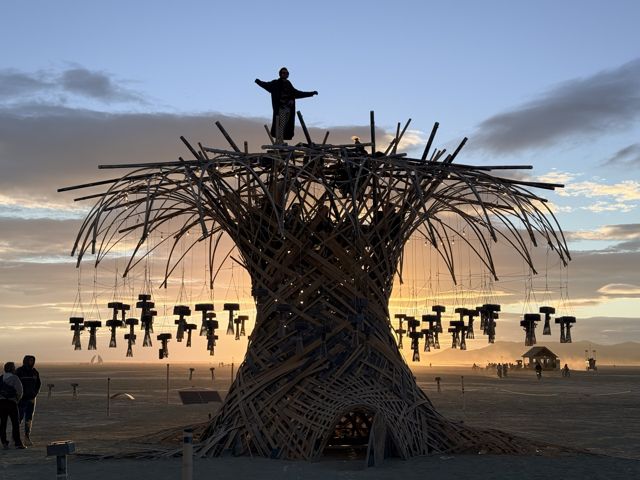 Arms wide on top of the tree at sunrise.